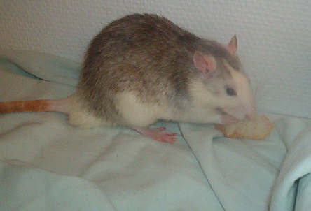 Benbat sale rat !!!!!!!!!!!!!